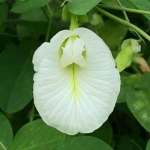Guisante mariposa blanca - Clitoria ternatea - 5+ semillas - semillas - semillas - edición 054 - Imagen 1 de 1