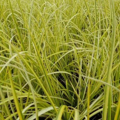 Live Cold Hardy Golden Sweet Flag Aquatic Marginal Pond Plant - Buy 2 Get 1 Free - Image 1 of 3