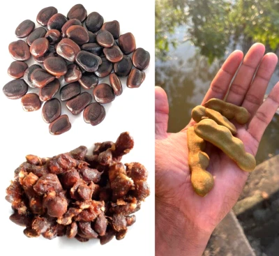 Свежие семена тамаринда семена тропического имли биджа для посадки - Изображение 1 из 4