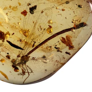 DAMSELFLY in Burmese Burmite Amber 99 Million Year Old Fossil - Picture 1 of 8