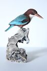 Taxidermy hunting chasse präparat White throated Kingfisher with permit