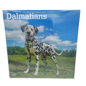 2024 BrownTrout Dalmatians 12" x 12" calendario mensile da parete (9781975467845) - Foto 1 di 5