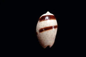 Sea shell - Oliva bulbosa fabagina- 29mm - Picture 1 of 2