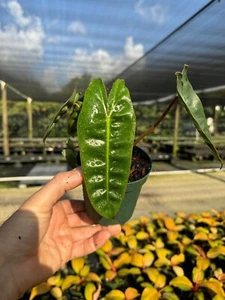 Billitiae Philodendron | Live Tropical Houseplant Indoor Rooted in 4" Pot - Picture 1 of 6