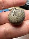 GEOLOGICAL ENTERPRISES  Mississippian fossil cephalopod Goniatites choctawensis