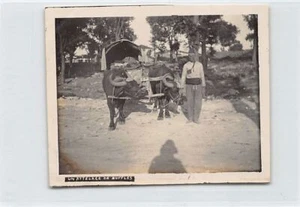 Macedonia - A team of buffaloes - PHOTOGRAPH - Picture 1 of 2
