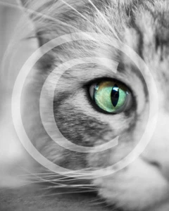 Maine Coon Fluffy Grey Cat Wall Art Matt Photograph Print - 8 x 10 inch - Picture 1 of 4