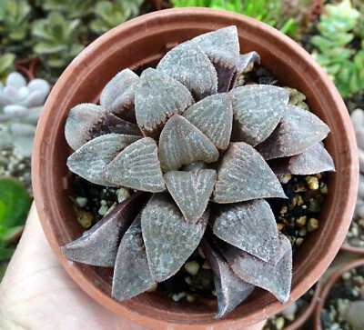HAWORTHIA MAGNIFICA plante grasse succulente succulento caudex euphorbe - Photo 1/4