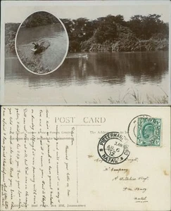 Komati River hippopotamus hippo real photo SAPSCO 1912 - Picture 1 of 2