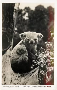 RPPC Koala Bear Australia's Native Bear Rose Series P 2115 - Picture 1 of 2