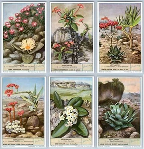 1955 LIEBIG SET OF 6 TRADE CARDS*4*S1625*CACTI II*PLANTES GRASSES*VETPLANTEN - Picture 1 of 8