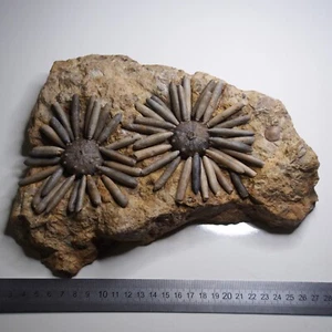 2.9kg Sea Urchin Reconstruction Asterocidaris bistriata Jurassic Fossil lot - Picture 1 of 17