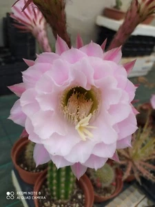 ECHINOPSIS HYBRID T2 POT 10 R. T2 NO COPIAPOA AZTEKIUM ARIOCARPUS ASTROPHYTUM - Foto 1 di 5