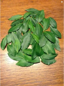 Organic Bay Leaves, 64 Fresh picked leaves, Laurus Nobilis Laurel,free Shipping - Picture 1 of 1
