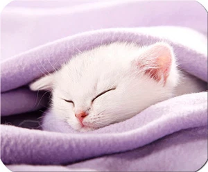 Britisch KURZHAAR Katze - Textil MOUSEPAD Mauspad Unterlage 5mm Moosgummi BRK 01 - Bild 1 von 2