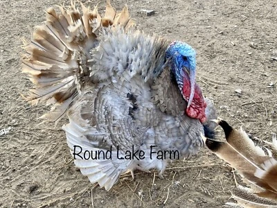 3 Fertile Turkey Hatching Eggs - Gorgeous Blue Slate, Sweetgrass, Chocolate Mix