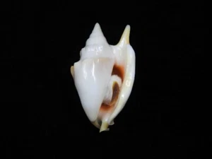 Sea Shell Strombus bulla 53,3 mm ID#8285 - Imagen 1 de 4