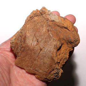 Edmontosaurus Ungual Dinosaur Beautiful Fossil - Hell Creek Formation Cretaceous - Picture 1 of 11