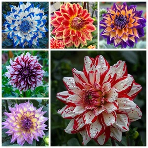 DAHLIA 100 SEEDS RARE DWARF SPRING MIX HUGE FLOWERS GARDEN CONTAINERS BEES - Picture 1 of 21
