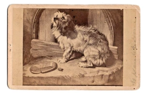 Scared and Hungry Terrier Dog 2 Faint Inscriptions 1800s Album Filler Art CDV - Picture 1 of 6