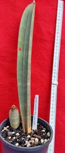 SANSEVIERIA MALAWI BAT #1-Distinctive variety from Malawi - rigidly erect leaves - Picture 1 of 6