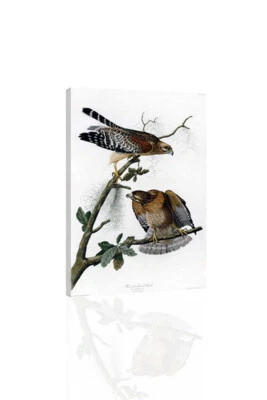Red Shouldered Hawk (Audubon) - CANVAS OR PRINT WALL ART - Image 1 of 2