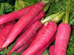 1000 Samen Rettich OSTERGRUß ROSA Radieschen schnellwachsend frühe Sorte - Bild 1 von 3