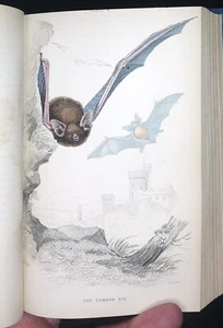 Antiquariat NATURALIST’S LIBRARY 17: MAMMALIA handkolorierte Kunst 1854 FLEDERMÄUSE & RATTEN - Bild 1 von 9