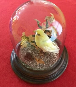 Taxidermy Full size canary on branch - under dome. Antique - Picture 1 of 12