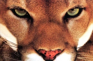 Mountain Lion Poster, Cougar - Picture 1 of 2