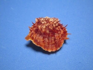 Spondylus hystrix Röding, 1798 "PIN-CUSHION" (27.1mm) - Picture 1 of 5