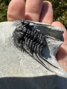 Leonaspis Trilobit, Atchana, Marokko und M. Kätzchen Trilobit - Bild 1 von 15