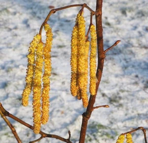 Waldhasel Haselnuss Corylus avellana 100 - 150 cm im 7,5 Liter Container - Bild 1 von 3
