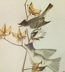 John James Audubon EASTERN PHOEBE Vintage Book Plate Art Print 319 - Picture 1 of 3