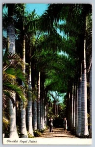 Colonnade Of Royal Palms In Tropical Florida, Vintage 1973 Chrome Postcard - Picture 1 of 2
