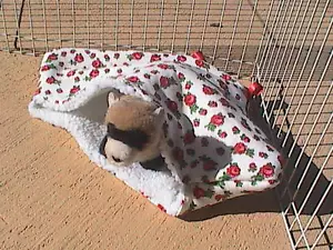 Ferret Sherpa Lined Corner Cubby - Red Roses - Picture 1 of 5