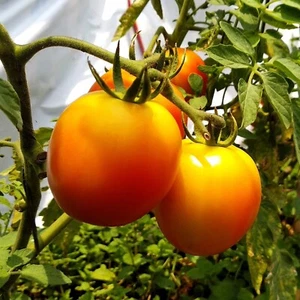 Tomato Golden Jubilee 20 seeds HEIRLOOM vegetable garden SPRING SUMMER easy grow - Picture 1 of 1