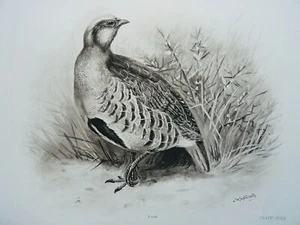 Antiker Vogeldruck DAS GEMEINSAME REBHUHN von Charles Stonham / L.M. von 1910 Medland - Bild 1 von 5
