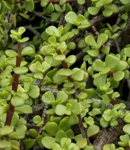 12x Cutting Portulacaria Afra/Money Tree, Jade Plant, Post Express Delivery - Picture 1 of 2