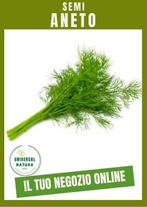 Herb Seeds - Dill Mammoth Plant Aromatic 500 Selected+Free 20 Other Variety