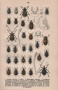 Reitter: KÄFER, Bd. 5 (Fauna Germanica) mit vielen teils farb. Abb. 1916 - Bild 1 von 7