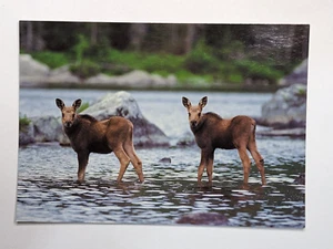 Postal Twin Calf Moose in River Maine Scenics 6" x 4" WL 50 Robert Villani - Imagen 1 de 3