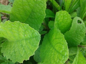 Stevia Samen Süßblatt - Stevia rebaudiana natürlicher Zuckerersatz Kräuterpflanze - Bild 1 von 4
