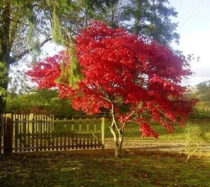 Fireglow Upright Red Japanese Maple - Live Plant - ( 2.5 QT ) - Picture 1 of 5