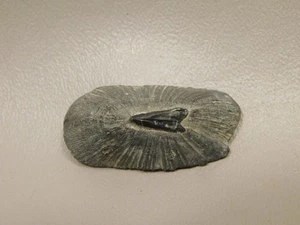 Fossil Stingray Dermal Scute Miocene Florida - Picture 1 of 7