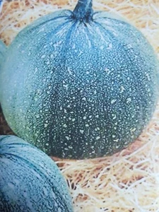 RUNDE ZUCCHINI lecker 70 Samen Samen Samen - Bild 1 von 1