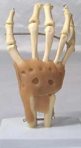 Human hand wrist bone muscle joint anatomical mdeical teaching model New - Picture 1 of 2