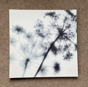 Ikea Square Canvas Print “Cow Parsley” - Pjatteryd - 35x35 Black And White - Picture 1 of 5