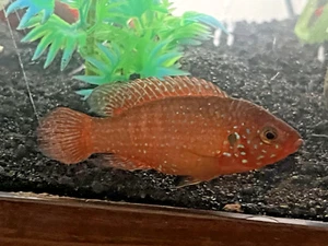 8 Ct Live Red/Blue Turkana Jewel Cichlids 1.5 inch Plus Colorful Easy Care Hardy - Picture 1 of 6