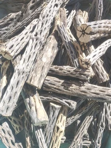 3+ Pfund Cholla Holzstücke, Hälften, Bits, Brocken, Spalten - Bild 1 von 3